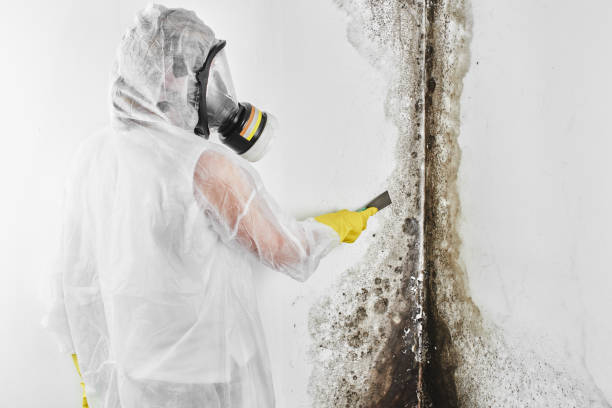Best Toxic Mold Removal  in Level Park Oak Park, MI