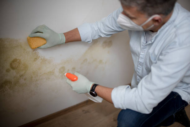 Best Crawl Space Mold Removal  in Level Park Oak Park, MI
