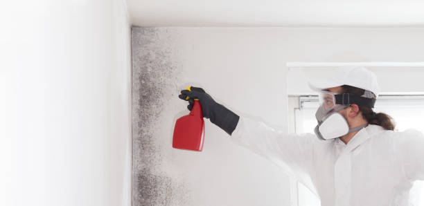 Mold Testing and Removal in Level Park Oak Park, MI