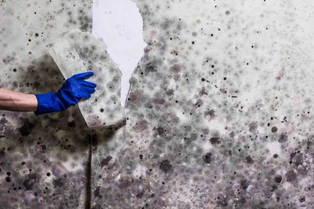 Best Home Mold Removal  in Level Park Oak Park, MI